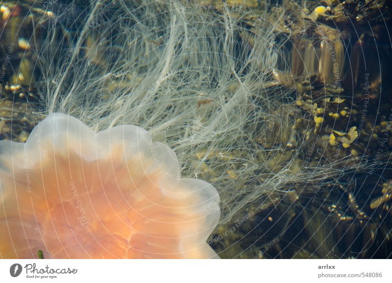 Gelbe Haarqualle / Lion's mane jellyfish Ocean Science & Research Environment Nature Animal Summer Autumn Waves Coast Fjord Norway Europe Wild animal Jellyfish