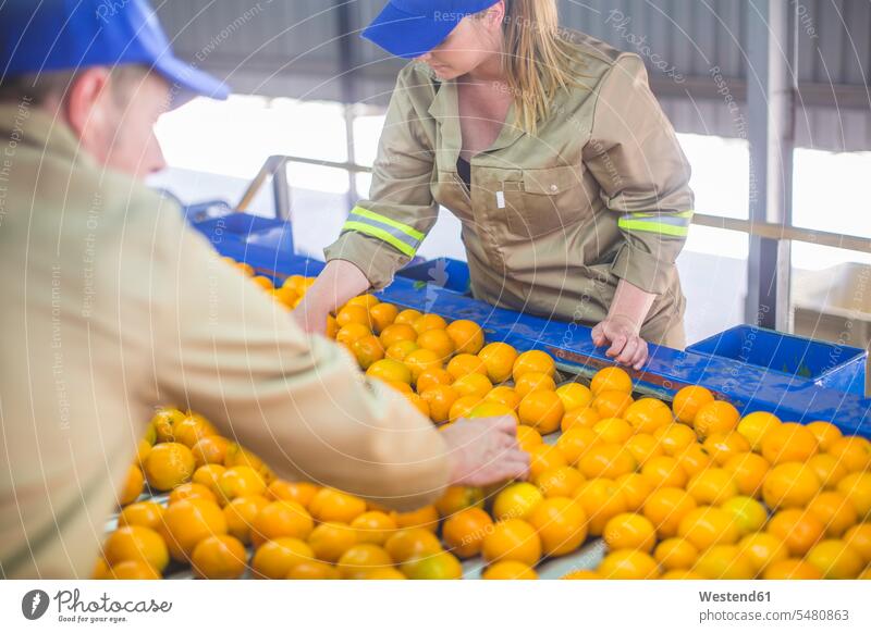 Workers on orange farm picking oranges from conveyor belt sorting choosing select choose selecting Plantation Plantations Orange Citrus sinensis Oranges