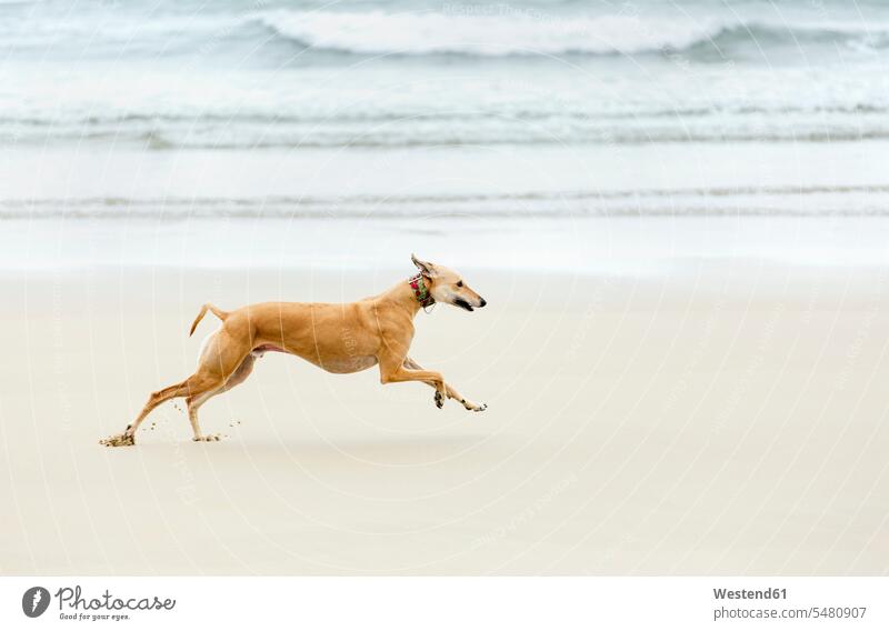 Spain, Llanes, greyhound running on the beach seafront seashore Oceanside Sea Shore nature natural world animal themes journey travelling Journeys voyage