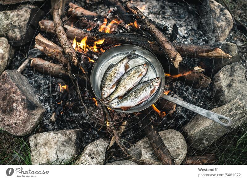 Rudd frying in a pan at camp fire fish food fish edible fish food and drink Nutrition Alimentation Food and Drinks fishing catching fish roasting Fishes
