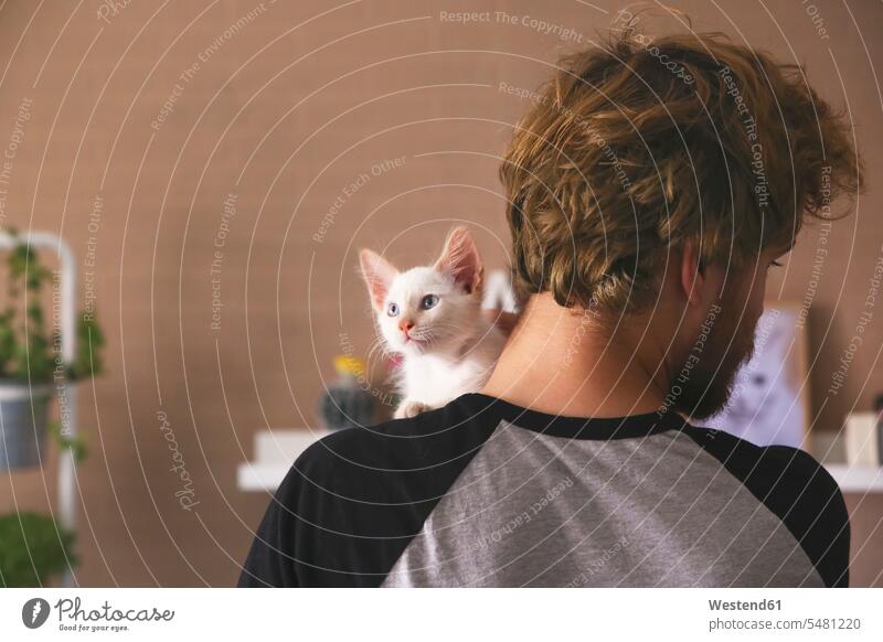 Back view of man with kitten on his shoulder men males cat cats Adults grown-ups grownups adult people persons human being humans human beings pets animal