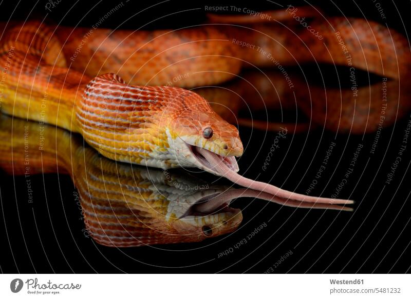 Corn snake, Pantherophis guttatus, eating mouse animal portrait animal portraits corn snake corn snakes mus mice prey tail tails close-up close up closeups