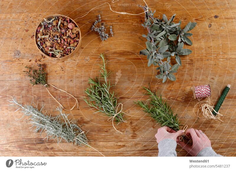 Herbs are being bundled to dry caucasian caucasian ethnicity caucasian appearance european still life still-lifes still lifes dried rosemary culinary herb
