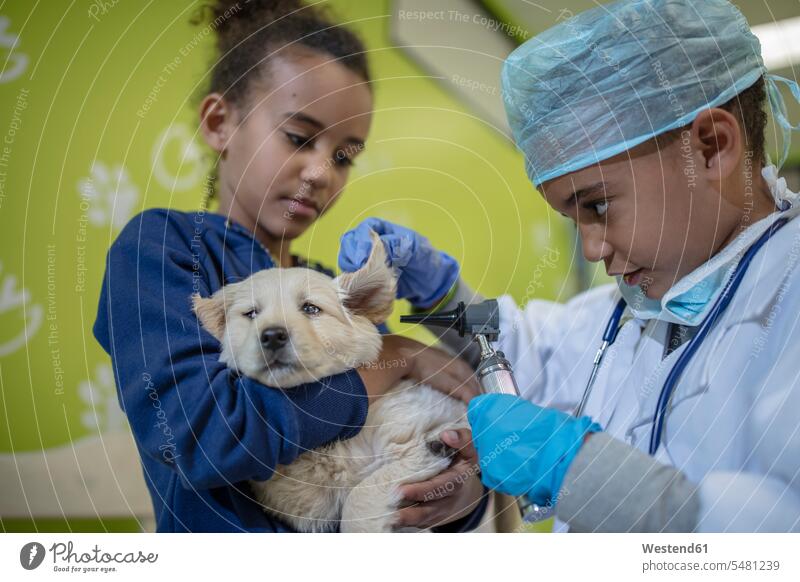 Girl holding labrador puppy while little boy playing veterinarian dog dogs Canine examining checking examine boys males pets animal creatures animals