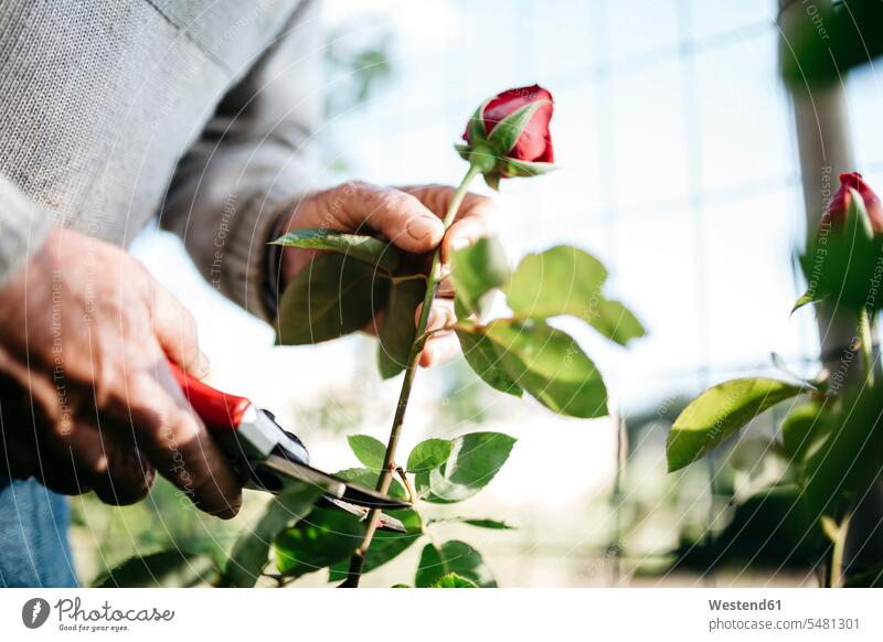 Senior man's hand cutting rose in the garden, close-up caucasian caucasian ethnicity caucasian appearance european Growth growing pruning day daylight shot