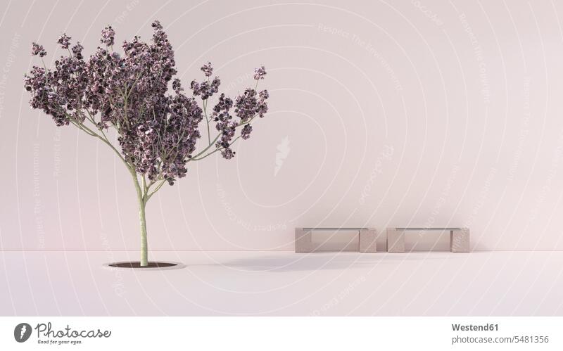 Benches and cherry tree in courtyard patio Cherry Blossom Cherry Blossoms Cherry Flowers Cherry Bloom Cherry Blooms Silence silent Stillness 3D Rendering