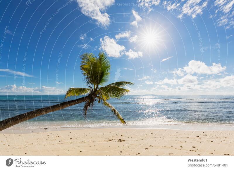 Seychelles, Praslin, Anse Kerlan, coconut palm and Cousin Island empty emptiness Palm Palm Trees Palms Absence Absent beauty of nature beauty in nature