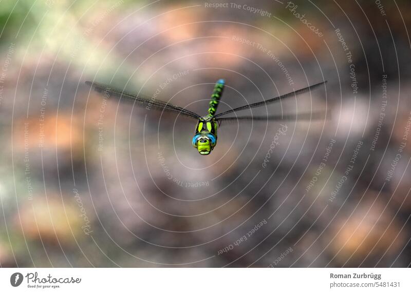 Dragonfly in flight smiles at camera Insect Grand piano Animal Close-up Animal portrait Day Dragonfly wing Hover Flying eyes Dragonfly eyes flapping Blue Green
