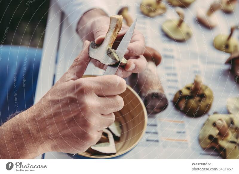 Man's hand slicing bay bolete cutting human hand hands human hands mushroom mushrooms fungi people persons human being humans human beings knife knives holding
