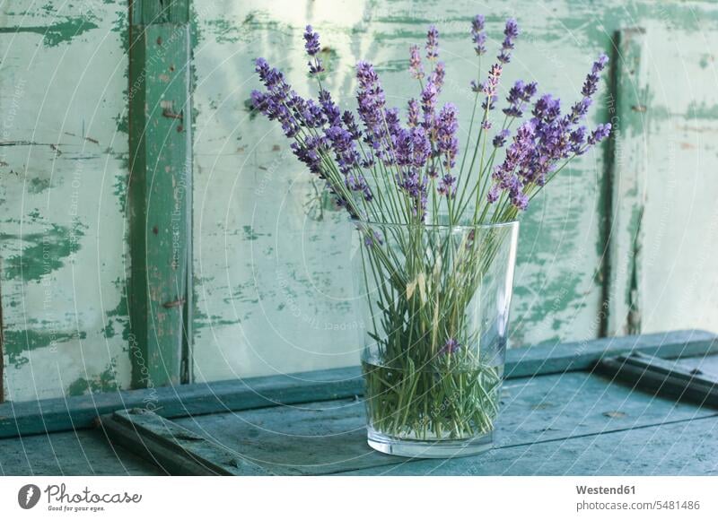 Bunch of lavender in a flower vase purple Lavender Lavandula Lavenders wellness wellbeing Flower Flowers Glass Glasses flower head flower heads lavender blossom