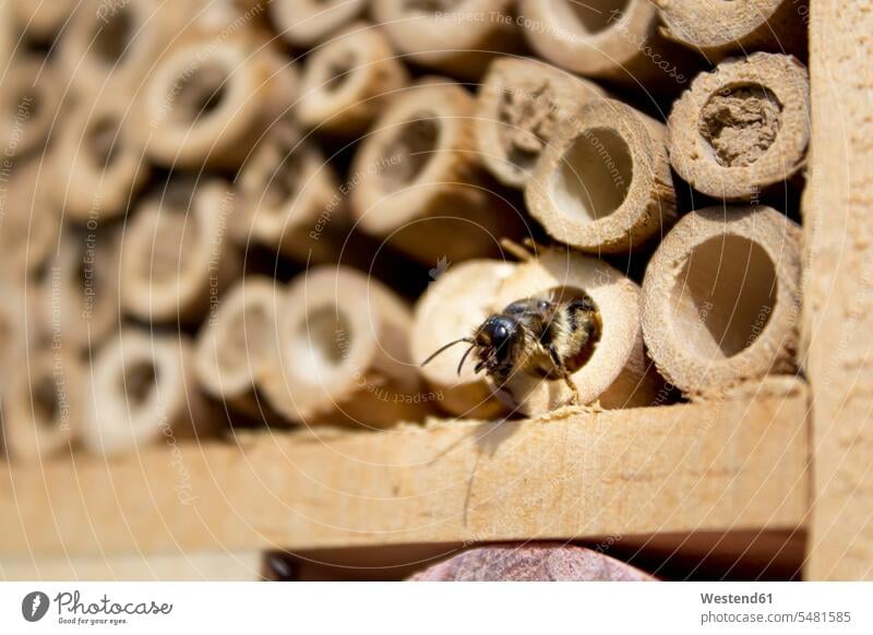 Red mason bee at insect hotel Care caring care outdoors outdoor shots location shot location shots passageway environmentalism environment protection ecology
