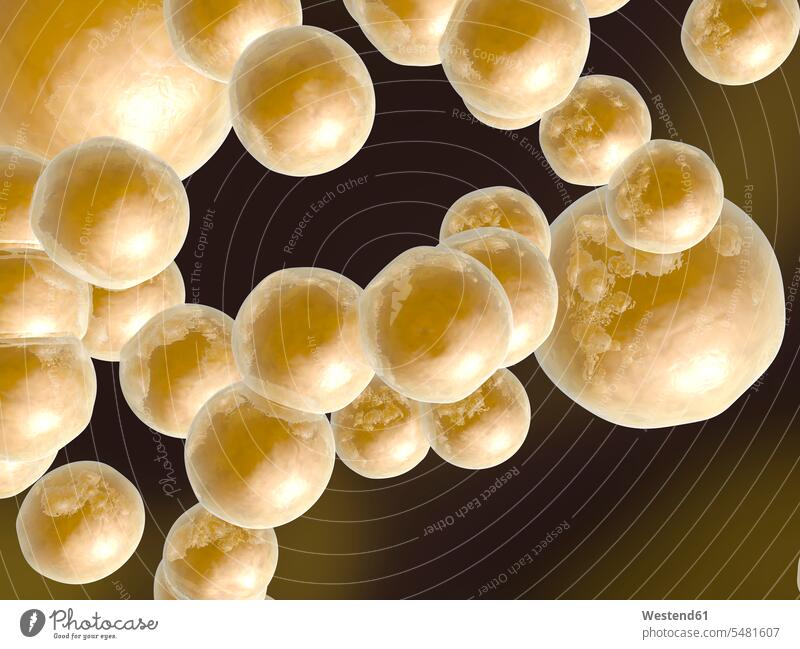 Group of fat cells, 3D Rendering adipocyte adipose cell adipose cells adipocytes large group of objects many objects groups abundance Plentiful healthcare