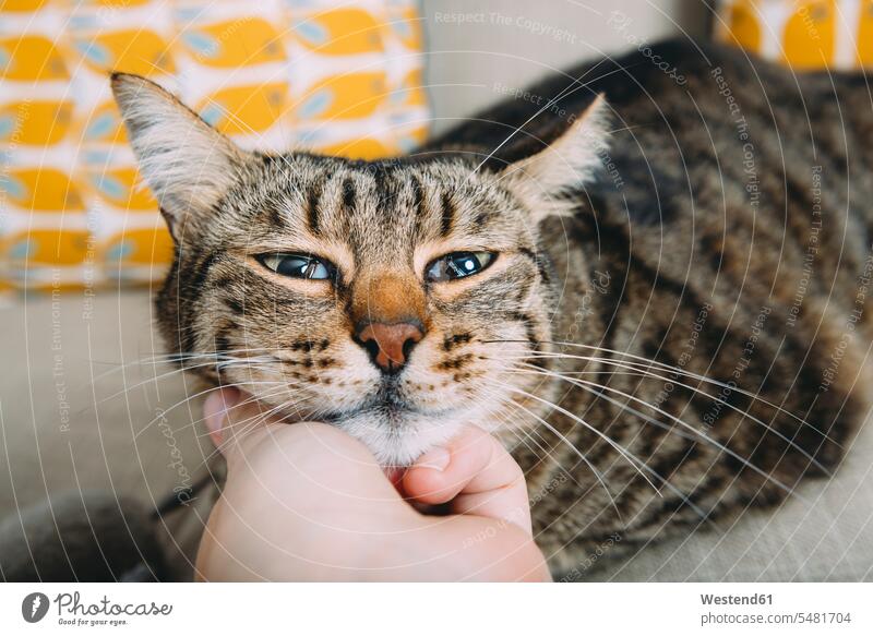 Hand of woman stroking tabby cat hand human hand hands human hands cats petting people persons human being humans human beings pets animal creatures animals