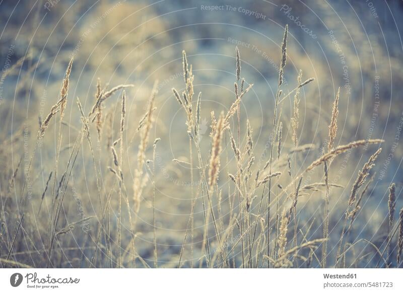 Grasses in winter frozen cold Cold Weather Cold Temperature chilly nature natural world outdoors outdoor shots location shot location shots filigree