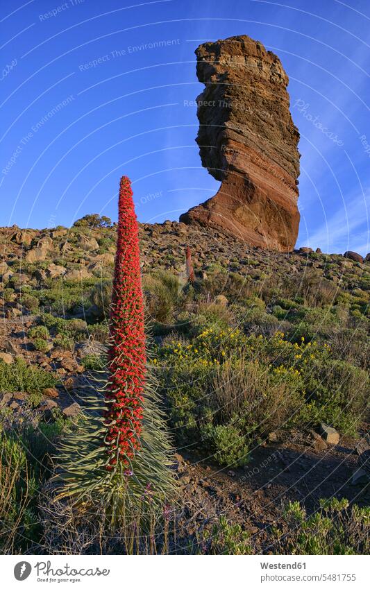 Spain, Tenerife, Echium Wildpretii and bizarre rock formation at Teide National Park Travel Echium wildpretii tranquility tranquillity Calmness day