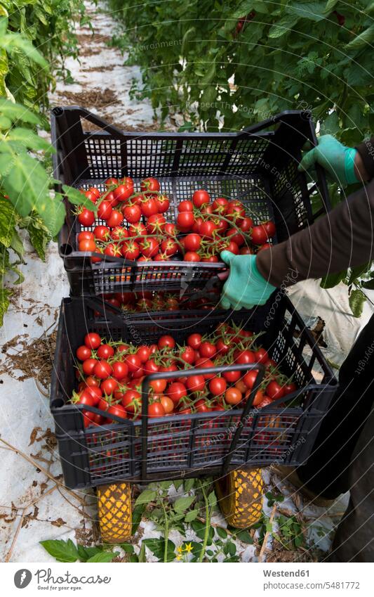 Harvest hand carrying boxes of tomatoes worker blue collar worker workers blue-collar worker Tomato Tomatoes Truss Panicles Panicula gardening horticulture