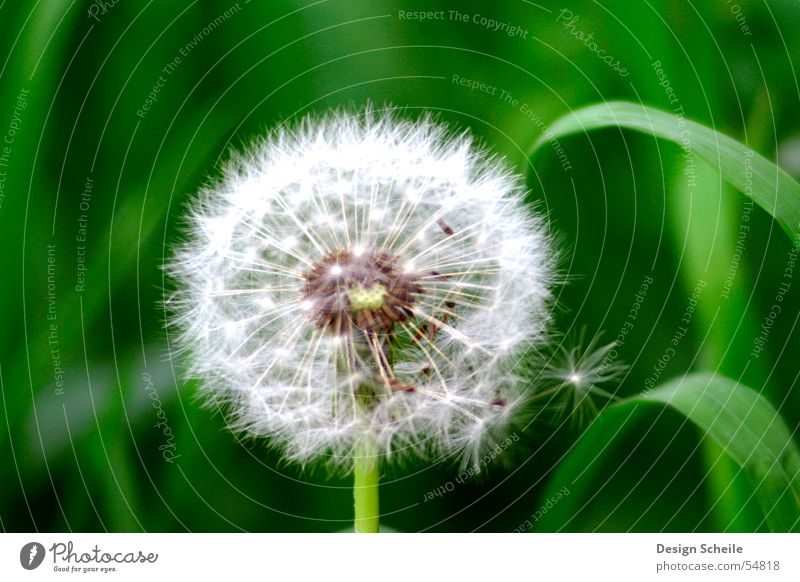 fluffy Flower Dandelion Green Things Meadow Garden Nature Close-up detailed view