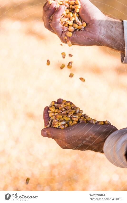Grains of maize in hand corn man men males farmer agriculturists farmers Vegetable Vegetables Food foods food and drink Nutrition Alimentation Food and Drinks