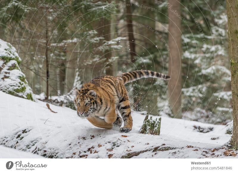Young Siberian tiger hunting in forest in snow Siberian tigers Panthera tigris altaica Amur tiger Amur tigers outdoors outdoor shots location shot