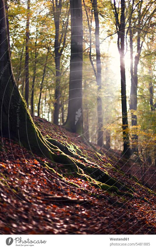 Autumnal beech forest at backlight atmosphere atmospheric mood moody Atmospheric Mood Vibe Idyllic sunshine Sunny Day sunny Light Tree Trunk Tree Trunks Trees