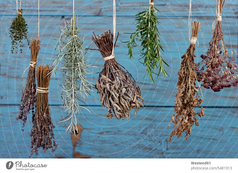 Herbs hanging out to dry sage mixed culinary herb culinary herbs kitchen herb rosemary Thyme Thymus still life still-lifes still lifes Germany string strings