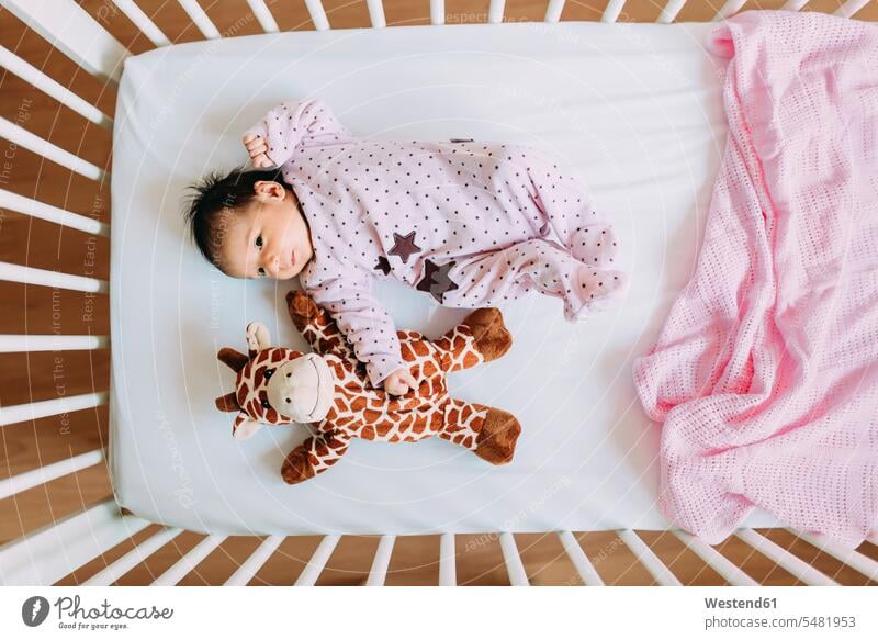 Newborn baby girl lying in crib with a plush giraffe soft toy soft toys laying down lie lying down babies infants baby cot baby crib people persons human being