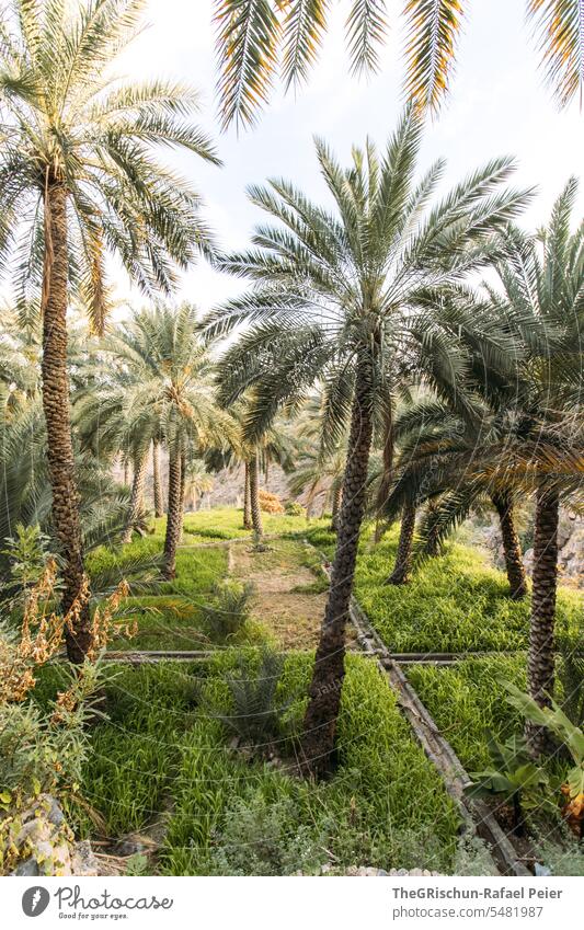 Palm plantations with irrigation system Plantation palms Green Irrigation Channel Growth sunny Oman Nature Landscape travel Tourism Exterior shot Colour photo