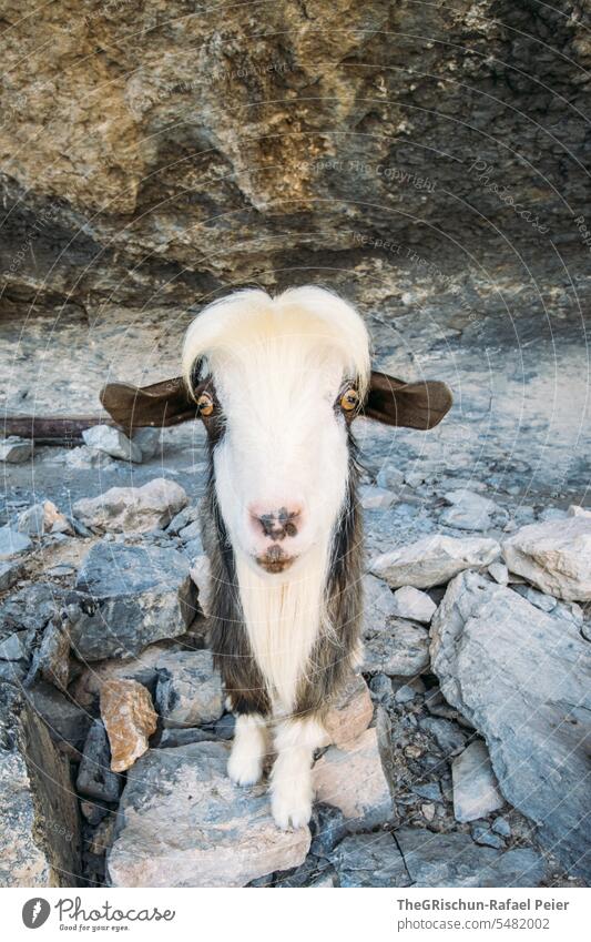Goat stands in the shade and poses for the camera goat Pelt Stone Shadow Sun stones Climbing Farm animal Animal Exterior shot Animal portrait Nature