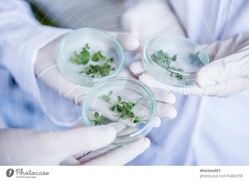 Scientists in lab holding germs in petri dishes science sciences scientific laboratory examining checking examine scientist sample swatch Swatches Samples