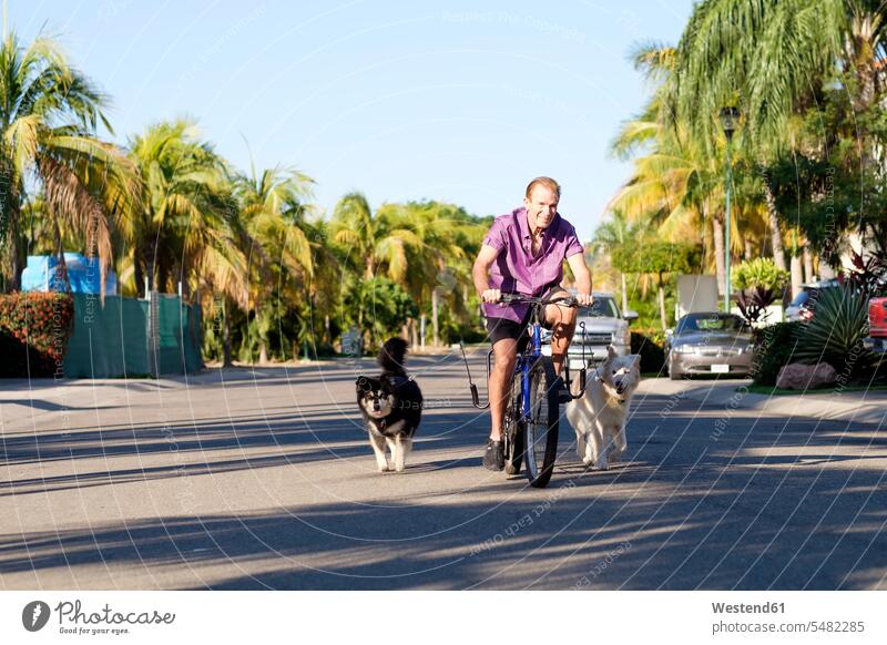 Senior man riding on a bicycle with two dogs attached caucasian caucasian ethnicity caucasian appearance european healthy lifestyle healthy living