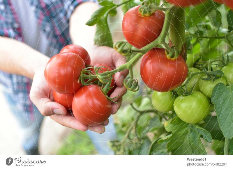 Gardener's hands holding tomatoes in greenhouse gardener gardeners human hand human hands Tomato Tomatoes people persons human being humans human beings