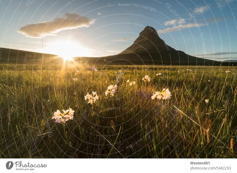 Iceland, Snæfellsnes, mountain and meadow at sunset cloud clouds flower meadow Foral Field Field of Flowers Flower Field evening light evening mood landscape