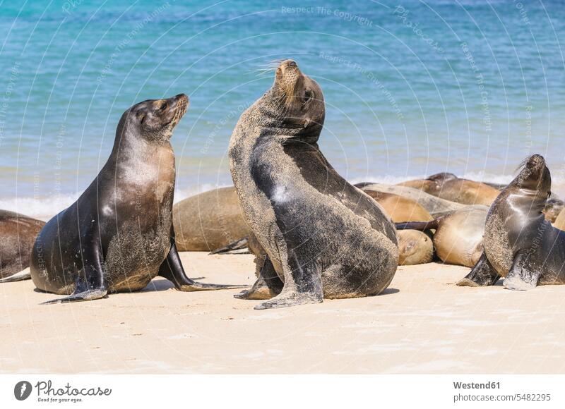 Ecuador, Galapagos Islands, Santa Fe, mating Galapagos sea lions on the beach nature natural world Pacific Ocean sandy beach sandy beaches seafront seashore