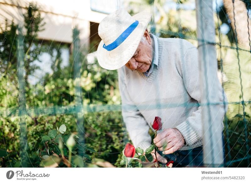 Senior man cutting rose in the garden caucasian caucasian ethnicity caucasian appearance european outdoors outdoor shots location shot location shots