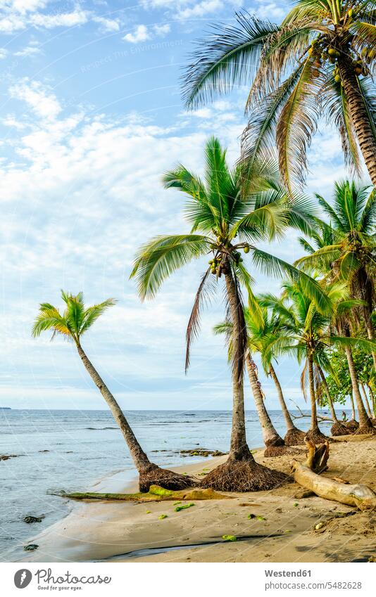 Costa Rica, Limon, Puerto Viejo, Chiquita Beach beach beaches cloud clouds tranquility tranquillity Calmness Palm Palm Trees Palms idyllic quaint dream beach