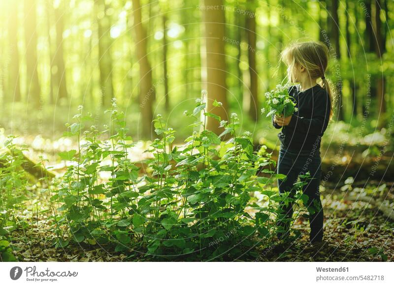 Girl in forest picking flowers pluck girl females girls woods forests Flower Flowers child children kid kids people persons human being humans human beings