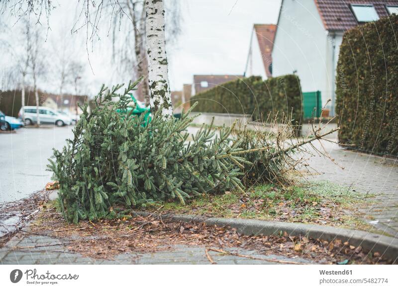 Germany, Brandenburg, christmas tree is disposed End Ending day daylight shot daylight shots day shots daytime garbage waste trash road streets roads Rubbish