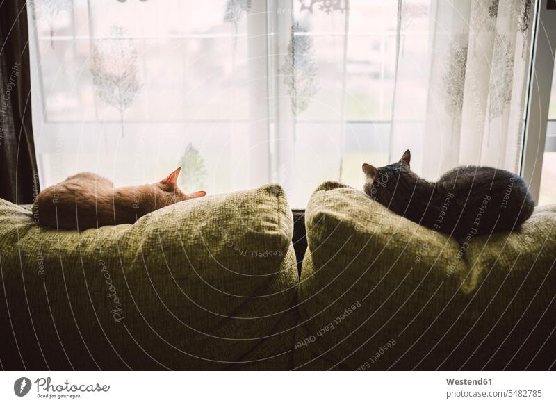 Back view of two cats sleeping on the backrest of a couch in front of a window pets cute twee Cutie lazy laze being lazy two animals 2 2 animals convenience
