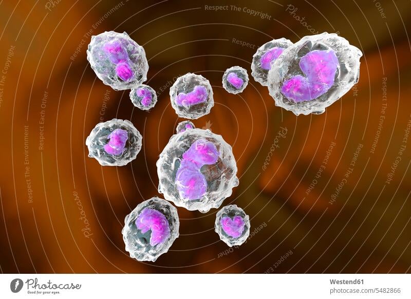 Monocytes, immune system, defense cells, 3D rendered illustration nobody pink magenta health healthy blood human blood 3D Rendering 3D-Rendering close-up