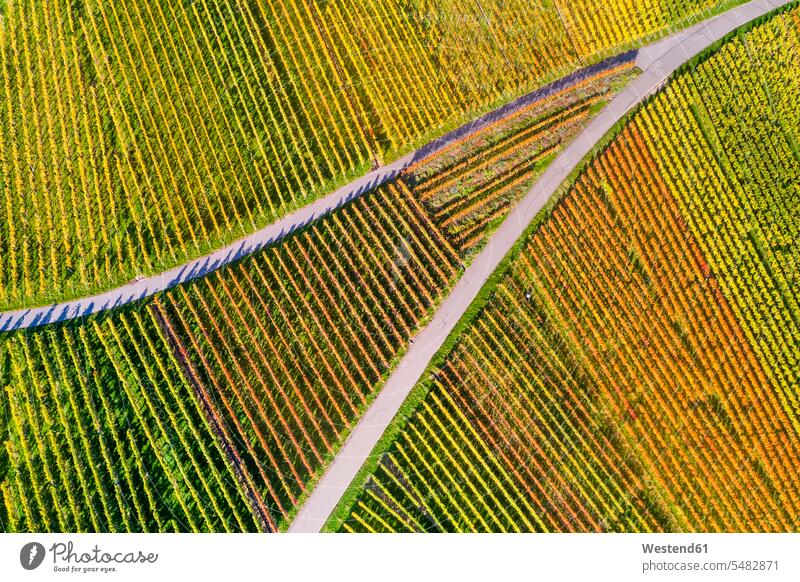 Germany, Stuttgart, aerial view of vineyards at Kappelberg in autumn autumn colours vastness wide Broad Far copy space wideness autumn atmosphere grape vine