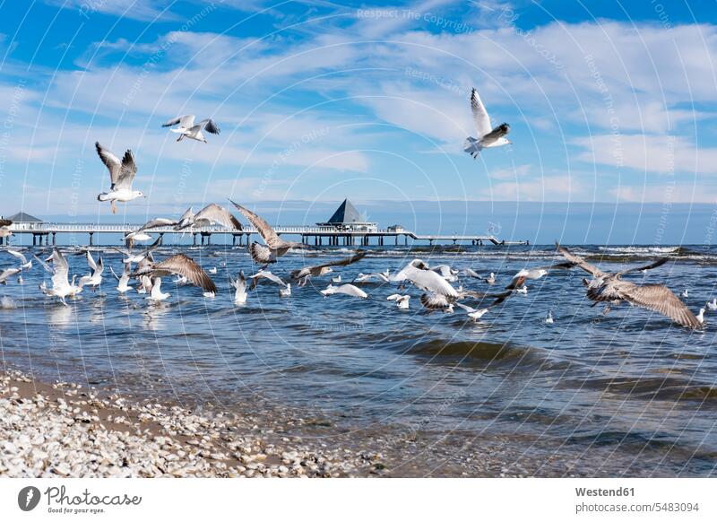 Germany, Usedom, Heringsdorf, seagulls at pier sky skies View Vista Look-Out outlook jetty jetties nature natural world building buildings wild animal