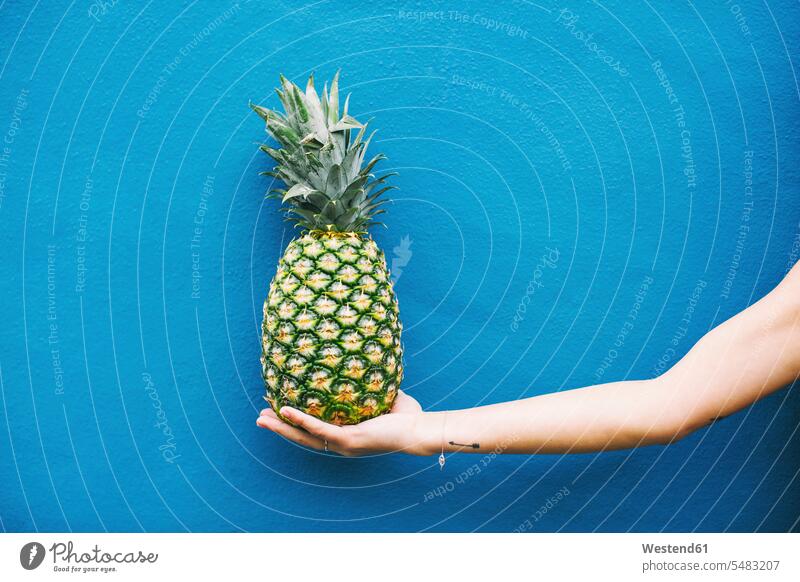 Woman holding pineapple at blue wall giving give Pineapple Ananas comosus Ananas sativus Pineapples woman females women Fruit Fruits Food foods food and drink