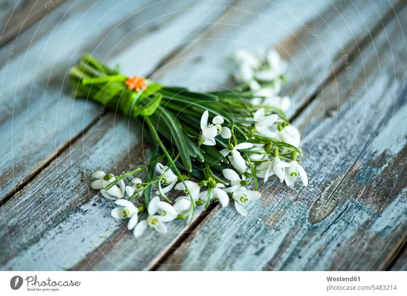 Bunch of snowdrops on wood Galanthus nobody tied tied up wooden Flower Flowers flower head flower heads Snowdrop Galanthus nivalis Snowdrops flowering blooming