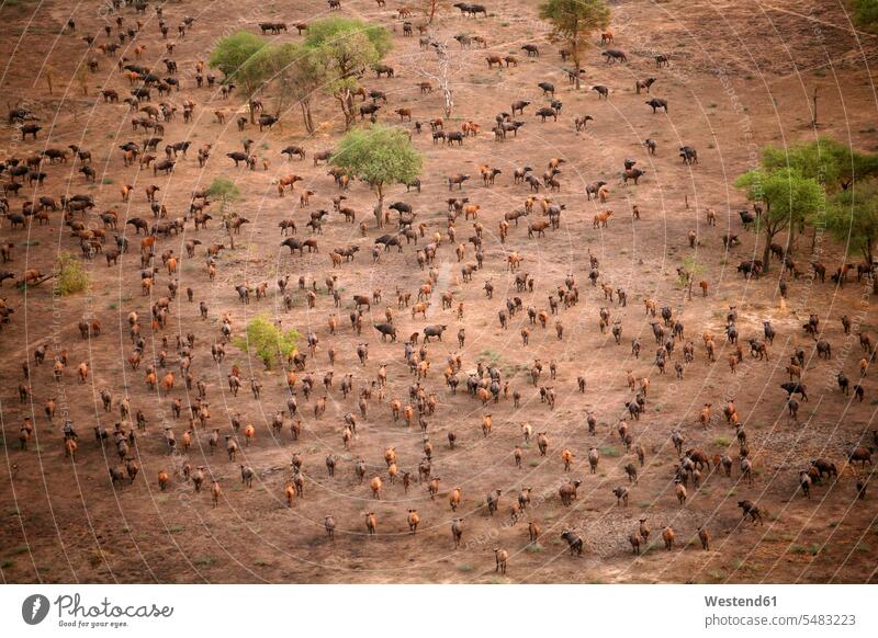 Chad, Zakouma National Park, Aerial view of herd of African buffalo, on the move National Parks nature natural world wild animal wild animals Animal In Wild