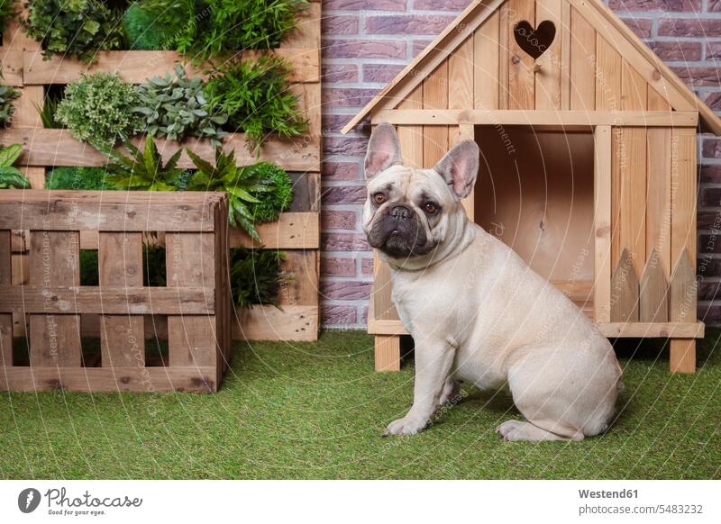 Portrait of french bulldog with dog house and vertical garden dog kennel doghouse dogs Canine pets animal creatures animals sitting on ground