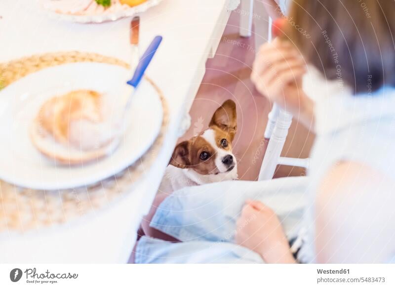 Dog looking at girl sitting at dining table eyeing dog dogs Canine eating females girls view seeing viewing pets animal creatures animals child children kid