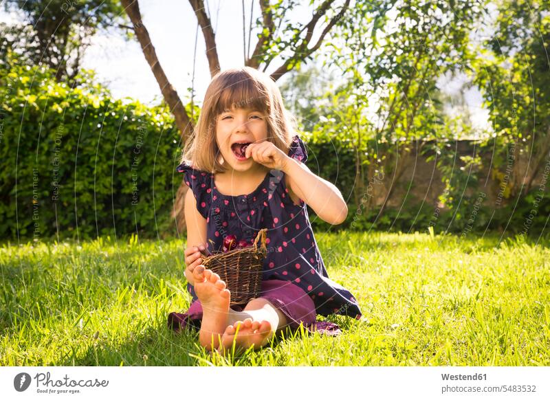 Little girl with punnet of cherries sitting on a meadow in the garden eating females girls Cherry Cherries child children kid kids people persons human being