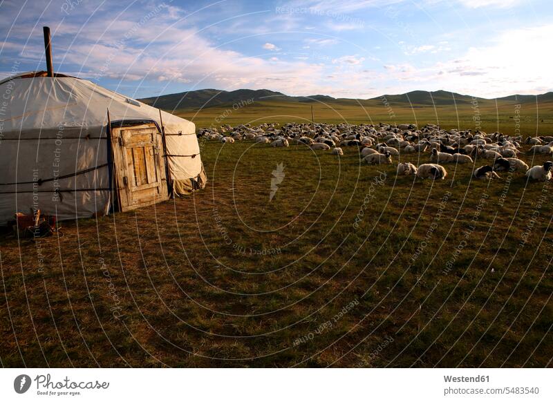 Mongolia, Arkhangai province, nomad camp, sheep herd cloud clouds simplicity Modest simple scenics sceneries scenery landscape scenic view nomads tent