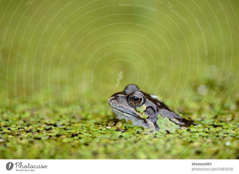 Common frog in duckweed in water green common european frog common frog common european frogs common frogs rana temporaria copy space wildlife Animal Wildlife