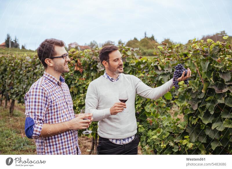 Two men in a vineyard checking grapes scrutiny scrutinizing Wine Red Wine Red Wines Alcohol alcoholic beverage Alcoholic Drink Alcoholic Drinks